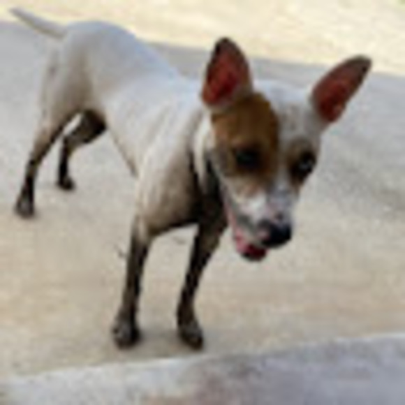 Meet your Posher, Bennett - Picture 1 of 1